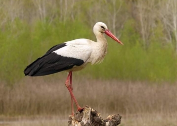 Bentornata tra noi cicogna,  “mangiatrice di veleni” e messaggera di buona novella