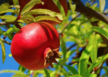 Con M’illumino di meno 2020 Castel Viscardo dona 6 melograni alle scuole del capoluogo