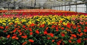 Floramiata s.r.l. dona fiori alla RSA San Giuseppe di Acquapendente, Ghinassi: “Un sorriso in un momento triste”