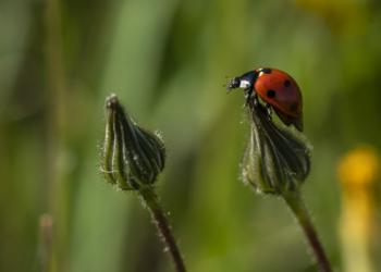 “STOP, la fotografia italiana resta a casa”, al via la campagna sociale Fiof