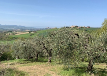 Ercole Olivario, dal 20 aprile ogni giorno il nome di un’azienda finalista