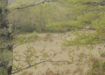 Covid-19, la Natura si riprende i propri spazi