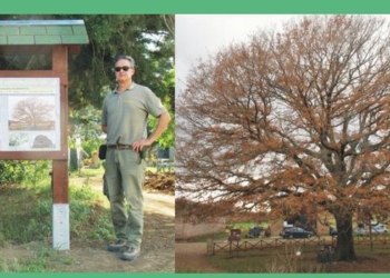 Progetto alberi monumentali, nuovo documento specialistico per perfezionare la qualità del personale