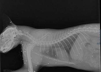 Gatto ferito al muso da una fucilata, i proprietari sporgono denuncia ai Carabinieri