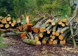 Consentiti gli spostamenti per il taglio di boschi ad uso familiare