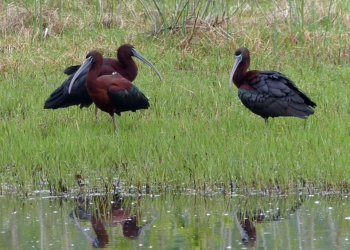 Altro raro avvistamento all’Oasi di Alviano: è arrivato il “Mignattaio”
