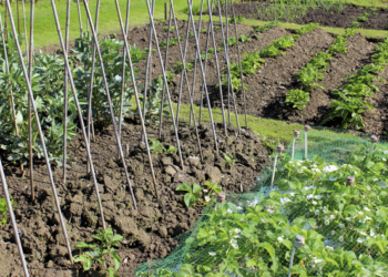 Slow Food Umbria: “Rendere fruibili ai titolari degli orti cura e raccolta produzioni alimentari”