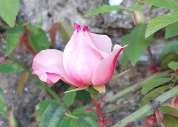 L’A.Ge di Orvieto augura Buona Pasqua sostenendo con un fondo medici di base e pediatri