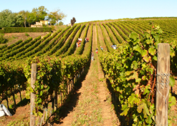 Cantina Paolo e Noemia d’Amico a sostegno dell’emergenza Covid-19: ricavato delle vendite di aprile alla ProCiv