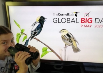 Nella giornata degli uccelli migratori, il Museo di Acquapendente ha raccolto foto e disegni