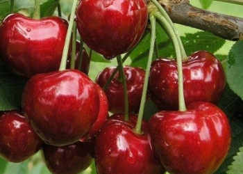 Il grande racconto sul Prunus avium all’Unitus. Saverio Senni parlerà del ciliegio e delle ciliegie