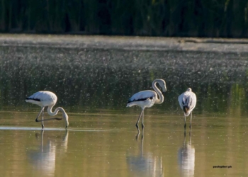 I fenicotteri rosa fanno visita all’Oasi di Alviano