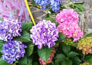 Torna, sulle rive del lago di Bolsena, la Festa delle Ortensie