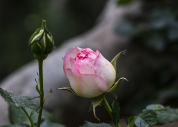 Il Roseto di Reno, A.Ge: “Ci piace ricordarti nel giorno del tuo compleanno con le foto delle tue rose già fiorite”