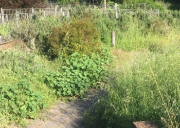 Ripreso sfalcio erba centro storico e frazioni