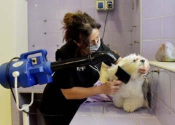 Aggiornato elenco riaperture attività: alzano la serranda anche tolettatori e alcuni esercizi di commercio al dettaglio