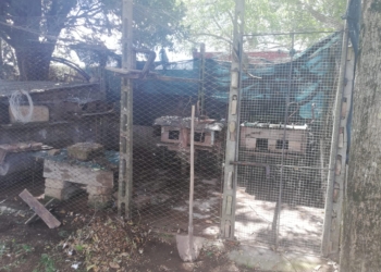 Ladri di piccioni in azione a Tordimonte, rubati volatili da azienda agricola