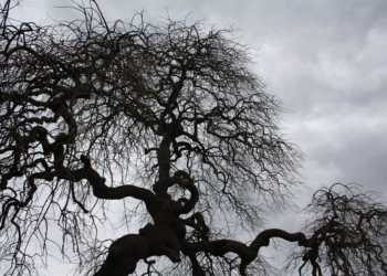 Gioco di rami – Alessandro Mariani