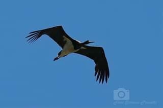 Avvistata rarissima cicogna nera all’Oasi di Alviano