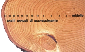 Database sull’età degli alberi grazie alla collaborazione tra Unitus e atenei europei