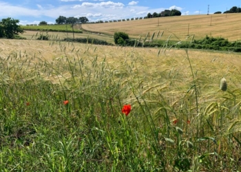Papavero in campo di grano