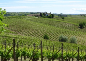 LIFE-WineGrover: Unitus coordina il progetto europeo del Programma LIFE ambiente