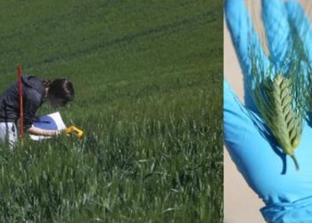 Studio sulla resistenza del grano al fungo a cura del dott. Balestra del DAFNE Unitus