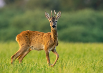 Approvato il calendario venatorio 2020-21: si inizia con il capriolo. Preaperture il 2, 6 e 13 settembre