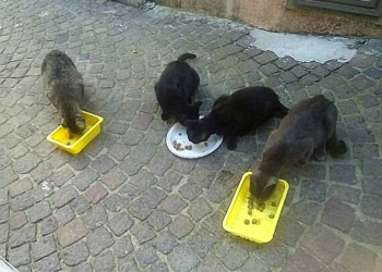 Orvieto futura “città pet friendly”, tra i progetti la sistemazione del canile e 7 aree di sgambamento