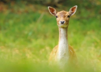 Agricoltore disperato nella zona del Monte Peglia: “Daini, cervi e caprioli mi distruggono il raccolto”