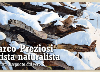 Disegnare dal vero con Marco Preziosi, al Museo Naturalistico del Fiore