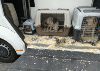 Stroncato trasporto abusivo di cani lungo l’Autostrada