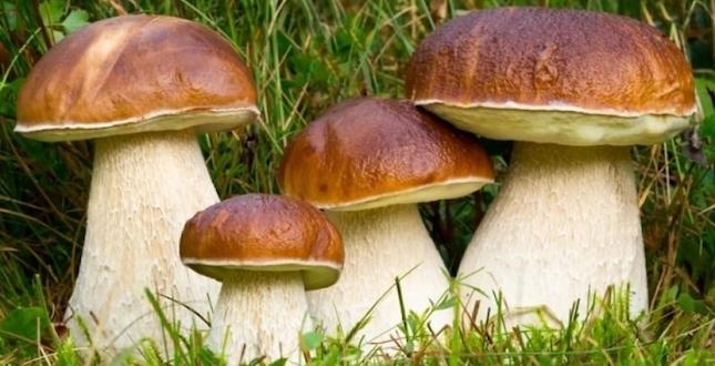 N. 116 - PORCINI ALLA BRACE - Orvietosì.it - Vimarsana News