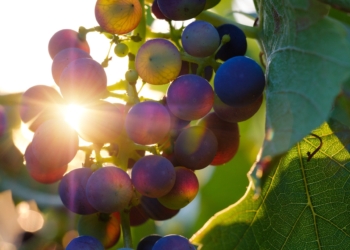 Approvato disciplinare per esercizio attività enoturistica nel territorio regionale