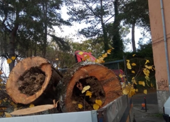 Taglio alberi, Via Monte Nibbio momentaneamente chiusa al traffico