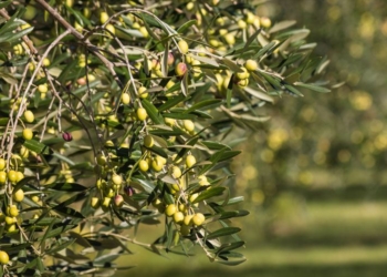 Regione Umbria attiva bando con 5,1 mln euro per sviluppo filiera corta olivocoltura