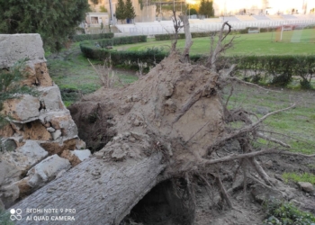 Raffiche di vento, cade albero nei pressi dello stadio comunale