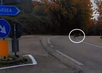 Curioso avvistamento: un branco di lupi compare nelle campagne di Tenaglie