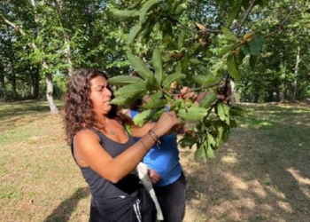 Progetto Sancast: gli esperti Unitus studiano metodi per garantire la qualità delle castagne
