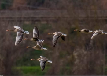 Le oche selvatiche ritornano all’Oasi di Alviano