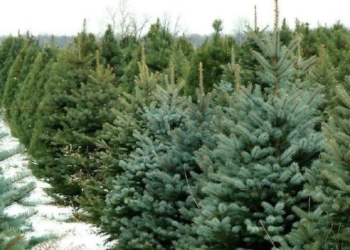 “La vita degli alberi di Natale dopo il Natale”, come reimpiegare l’abete dopo le feste