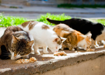 Riprendono le attività di sterilizzazione dei felini nel distretto di Orvieto