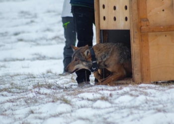 WildUmbria salva lupo rinvenuto morente in seguito ad un tentativo di avvelenamento