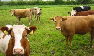 Zootecnia, dalla Giunta via libera agli aiuti agli allevatori per l’acquisto di capi riproduttori selezionati. Meloni: “Un intervento atteso dal 2012”