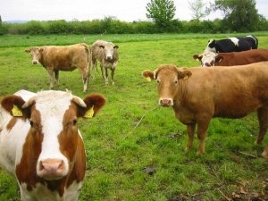 Zootecnia, dalla Giunta via libera agli aiuti agli allevatori per l’acquisto di capi riproduttori selezionati. Meloni: “Un intervento atteso dal 2012”