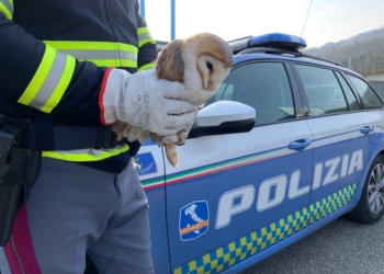 “Barbagianni” in panne sulla corsia di sorpasso, una pattuglia della Stradale lo nota e lo salva