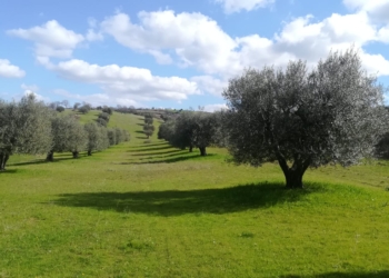 Dal cuore della terra per l’agricoltura, cresce l’uso della Farina di Basalto®️