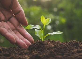 Riparto fondi Ue agricoltura 2021-22, Morroni: “Compromesso accettabile dopo la battaglia dell’Umbria”