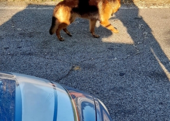 “Attenti a quei due”: recuperati due pastori tedeschi dalla Polizia di Stato di Terni