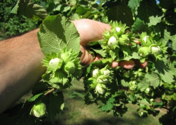 Unitus, attivato Coordinamento Territoriale per monitoraggio di insetti pericolosi alla corilicoltura